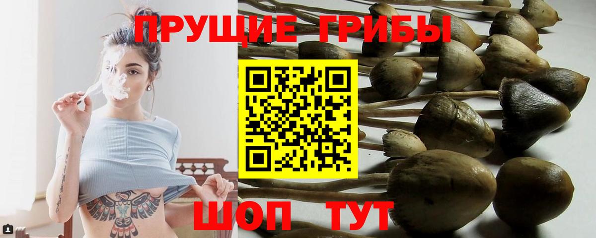 Галлюциногенные грибы Psilocybe Новошахтинск